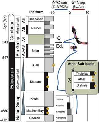 Redox-Controlled Ammonium Storage and Overturn in Ediacaran Oceans